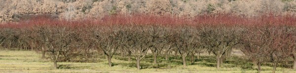 Les abricotiers annoncent le printemps Pink treetops in the apricot orchard