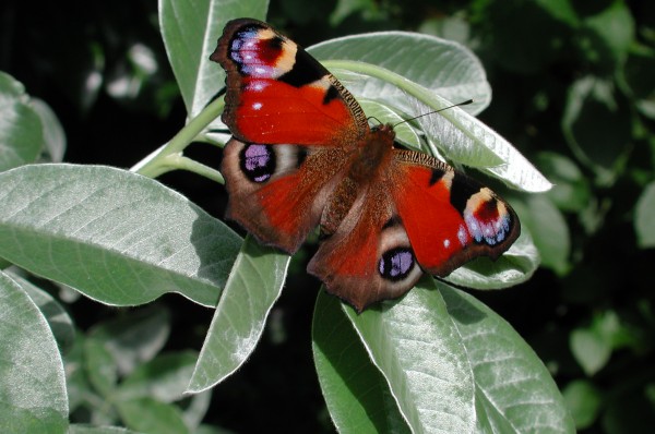 Visiteur éphémère Garden visitor