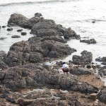 Qingdao : searching for shellfish at low tide